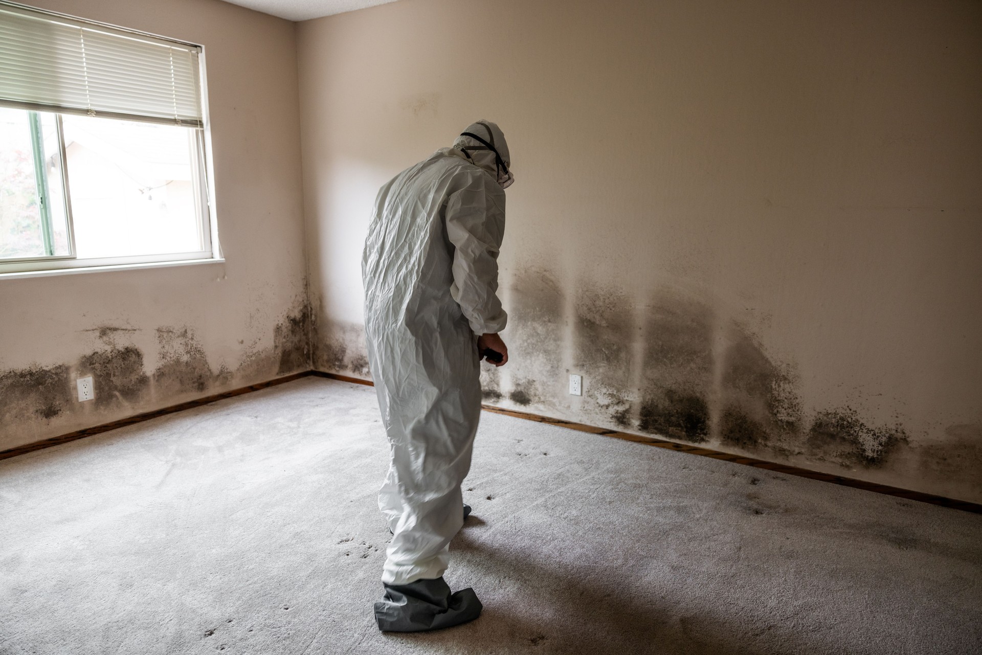 Home Mold Remediation